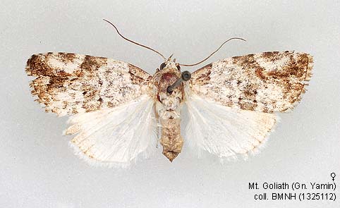 Papua Insects Foundation (Lepidoptera/Nolidae/Chloephorinae ...